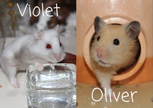 Violet and Oliver - hamsters